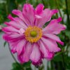 prinz heinrich anemone 73203 2