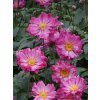prinz heinrich anemone 73203 3