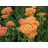 Achillea yellow Terracotta