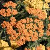 Achillea yellow Terracotta (1)