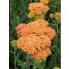 Achillea yellow Terracotta (2)