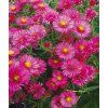 Aster novae-angliae ALMA POTSCHKE - hvězdnice, astra