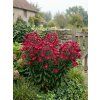 Aster novi belgii CRIMSON BROCADE1