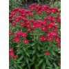 Aster novi belgii CRIMSON BROCADE