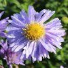 Aster dumosus ZWERGENHIMMEL 1