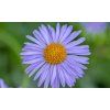 Aster dumosus ZWERGENHIMMEL