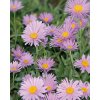 Aster alpinus HAPPY END - hvězdnice alpská