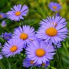 Alpsky aster VIOLET