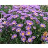 aster alpinus violet