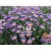Aster alpinus VIOLET - hvězdnice alpská