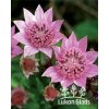 Astrantia maxima ROSEA - jarmanka