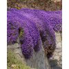 Aubrieta deltoidea CASCADE BLUE - tařička