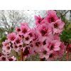 dragonfly sakura bergenia hybrida 70785 2
