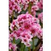 dragonfly sakura bergenia hybrida 70785 3