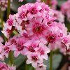 dragonfly sakura bergenia hybrida 70785 1
