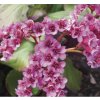Bergenia cordifolia ROTBLUM