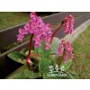 Bergenia cordifolia ROSE - bergénie, badan