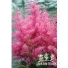 Astilbe hybrid BOOGIE WOOGIE - čechrava