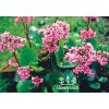 Bergenia cordifolia WINTERGLUT - bergénie, badan