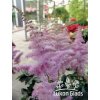 Astilbe hybrid HEART & SOUL - čechrava