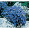 Campanula carpatica PERLA BLUE - zvonek karpatský