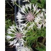 Centaurea montana ALBA - chrpa