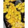 Delosperma congestum GOLDEN NUGGET - kosmatec