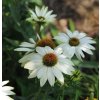 Echinacea purpurea PowWow™ White 18099 C 1