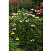 Echinacea purpurea PowWow™ White 18099 S 1