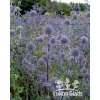 Eryngium planum BLUE HOBBIT - máčka