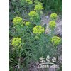 Euphorbia cyparissias FEN‘S RUBY - pryšec