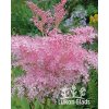 Filipendula rubra venusta MAGNIFICA - tužebník