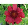 Gaillardia aristata Burgunder 11708 C 1