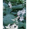 Hosta BRESSINGHAM BLUE - bohyška, funkie