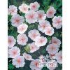 Geranium sanguineum var. striatum - kakost krvavý