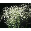 Gypsophila paniculata Snowflake 11728 S 1
