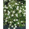 Gypsophila paniculata SNOWFLAKE - šater latnatý, nevěstin závoj