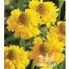 Helenium DOUBLE TROUBLE - záplevák