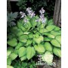 Hosta GOLD STANDARD - bohyška, funkie