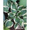 Hosta KARIN - bohyška, funkie