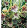 Heuchera americana DALE'S STRAIN - dlužicha