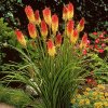 Kniphofia royal castle