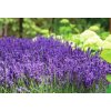 Lavandula MUNSTEAD STRAIN