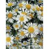 Leucanthemum max. nan. SILVER PRINCESS - kopretina největší