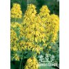 Ligularia hessei - popelivka