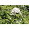 Lysimachia clethroides - vrbina sehnutá