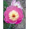 Paeonia lactiflora BOWL OF BEAUTY - pivoňka