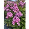 Phlox paniculata BABY FACE - plamenka latnatá, flox