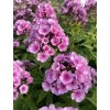 Phlox paniculata BABY FACE - plamenka latnatá, flox