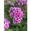 Phlox paniculata BABY FACE - plamenka latnatá, flox